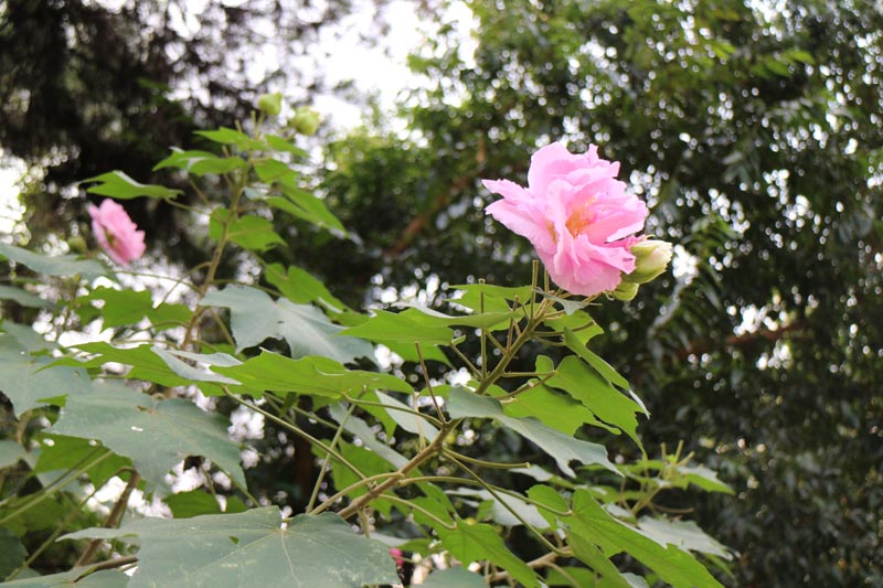 广州友好老年公寓 芙蓉花